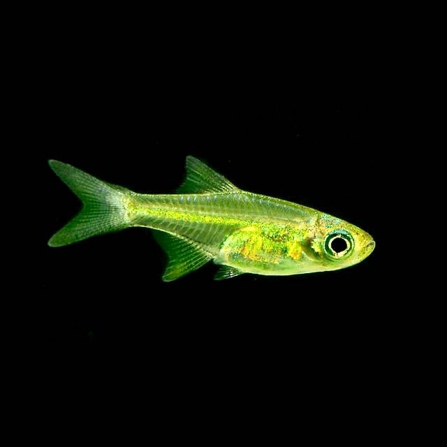 Microrasbora kubotai